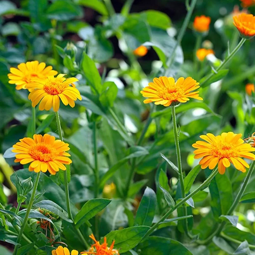 Discount Bag Of Seeds: I Love You, You Love Me, We Sow Greeting Cards